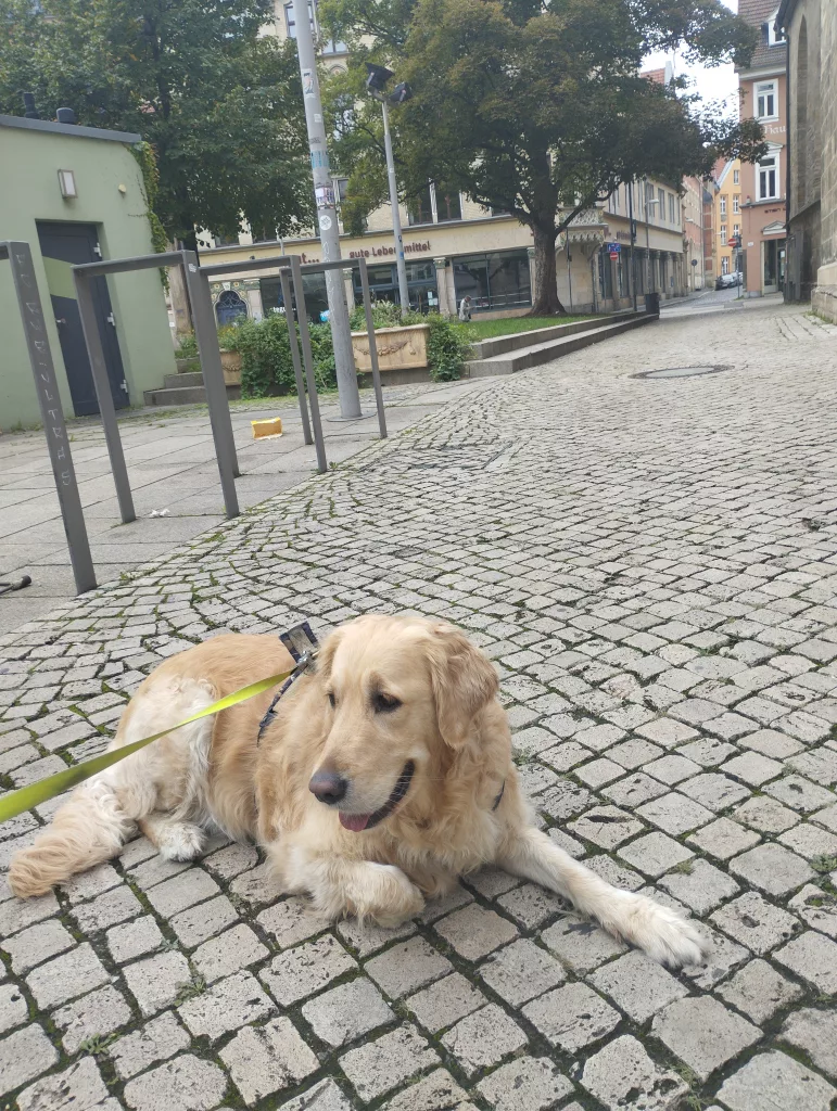 Emma's Pfoten-Abenteuer