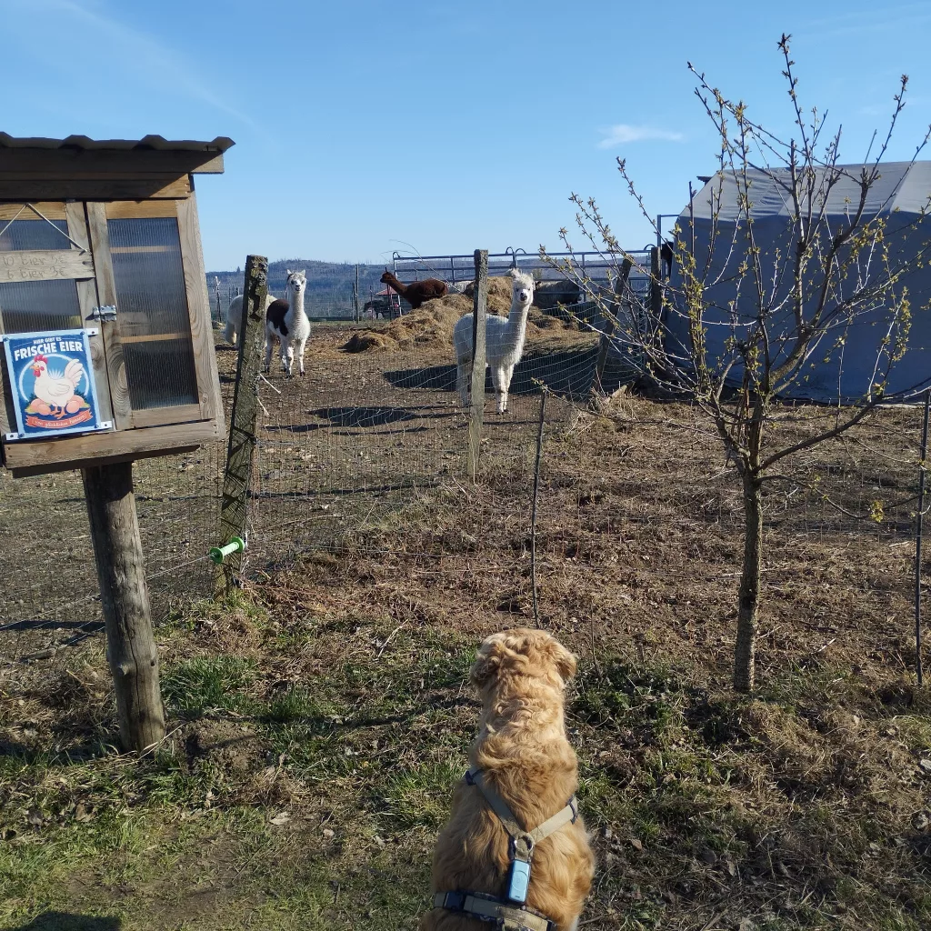 Emma's Wanderweg in Braunlage