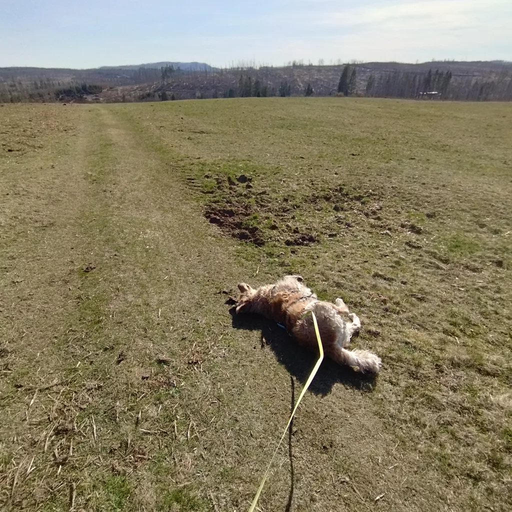 Emma's Wanderweg in Braunlage