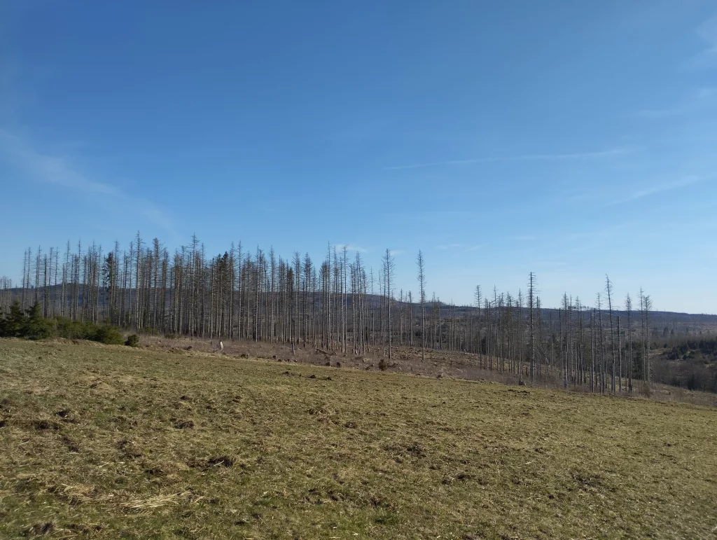 Emma's Wanderweg in Braunlage