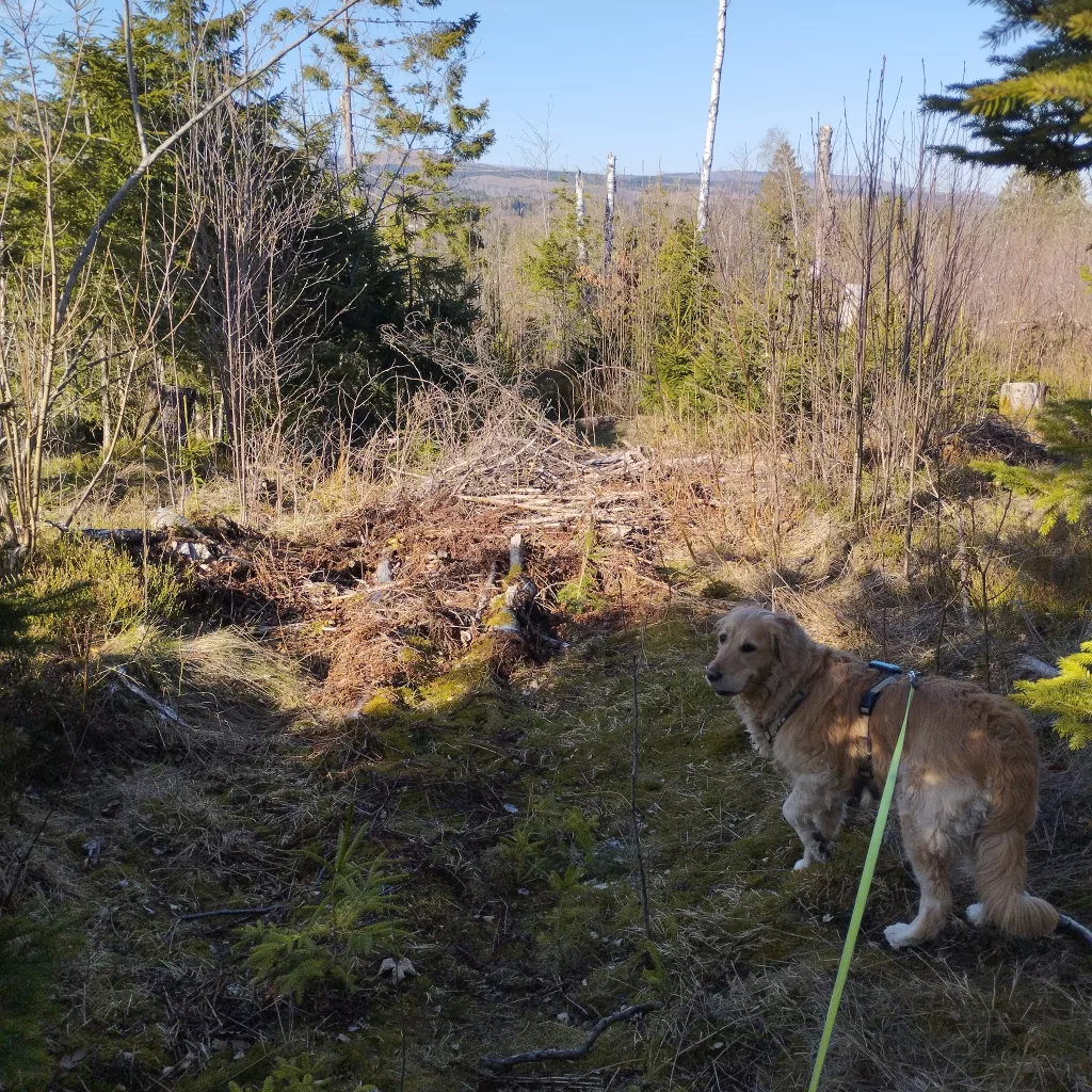 Emma's Wanderweg in Braunlage