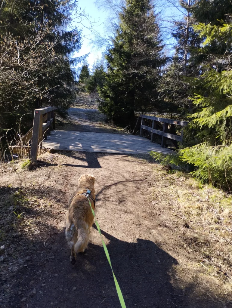 Naturmythenpfad in Braunlage - Station 4 - Der Bach