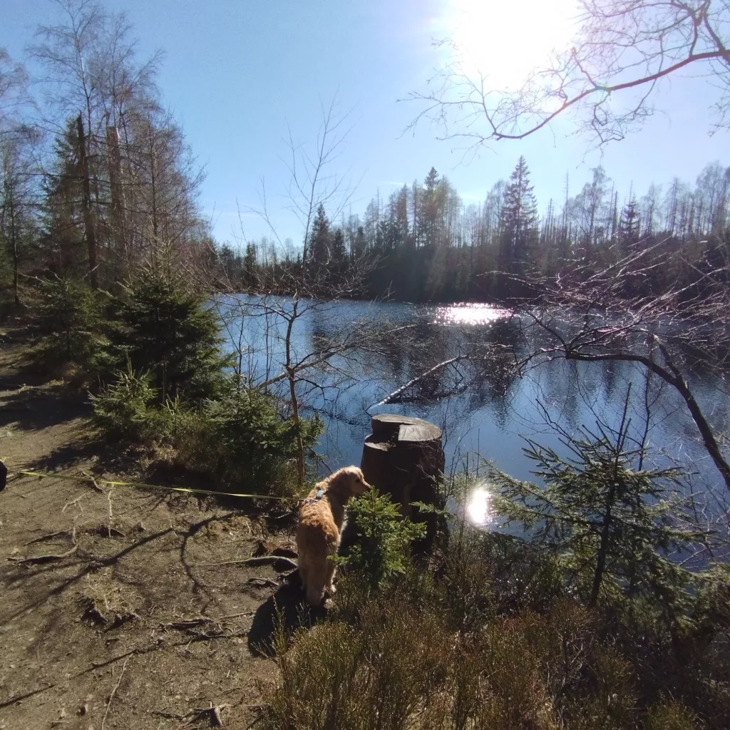 Naturmythenpfad in Braunlage - Station 5 - Der Silberteich