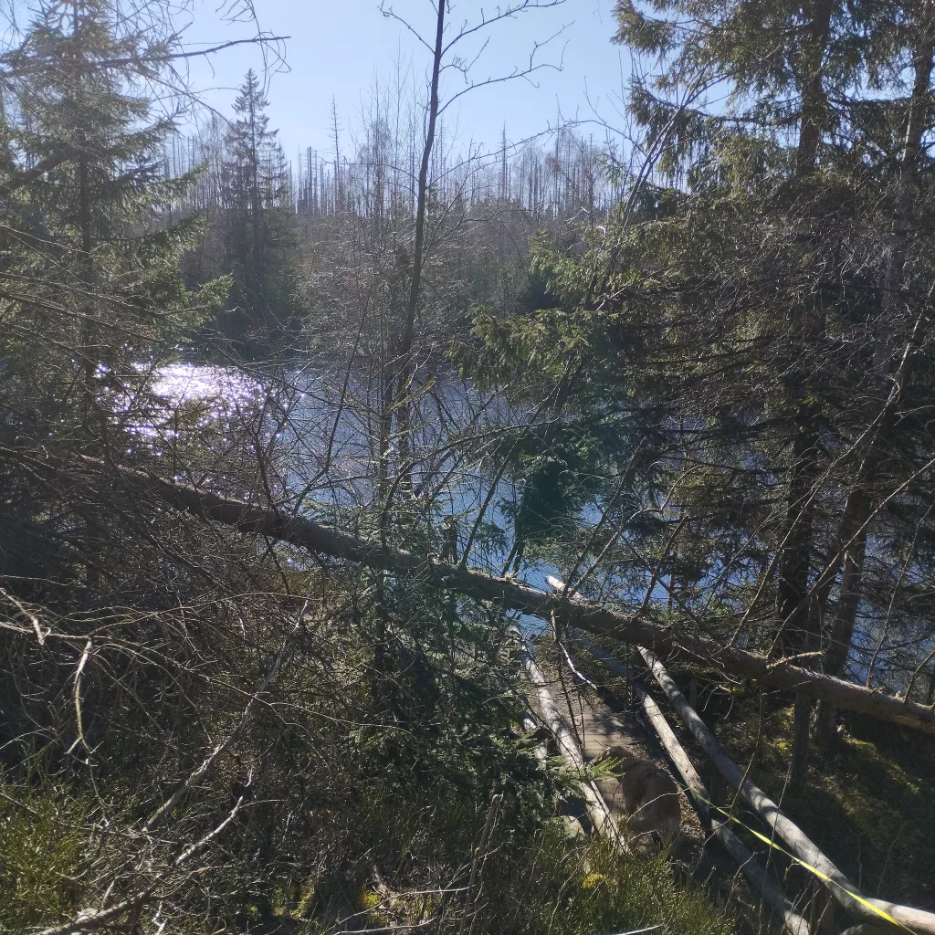 Naturmythenpfad in Braunlage - Station 5 - Der Silberteich