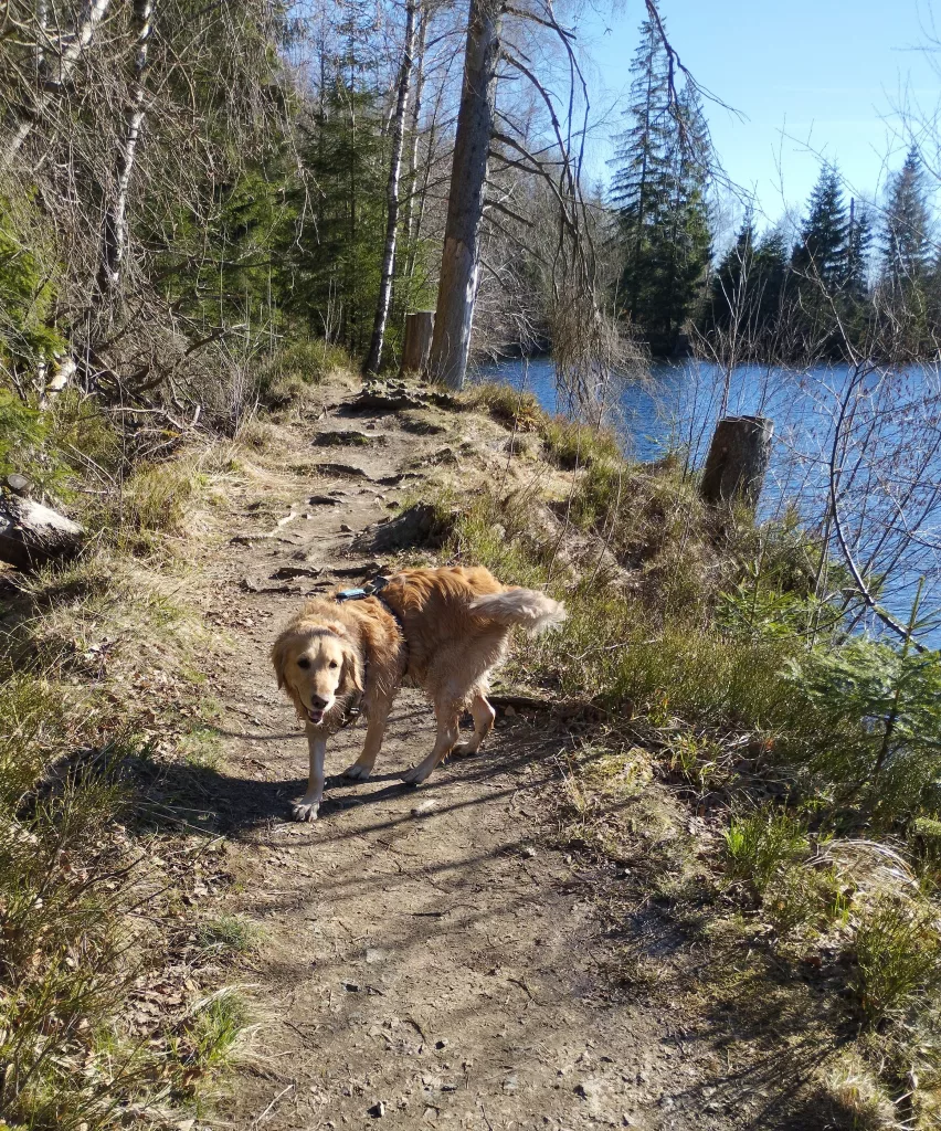 Naturmythenpfad in Braunlage - Station 5 - Der Silberteich