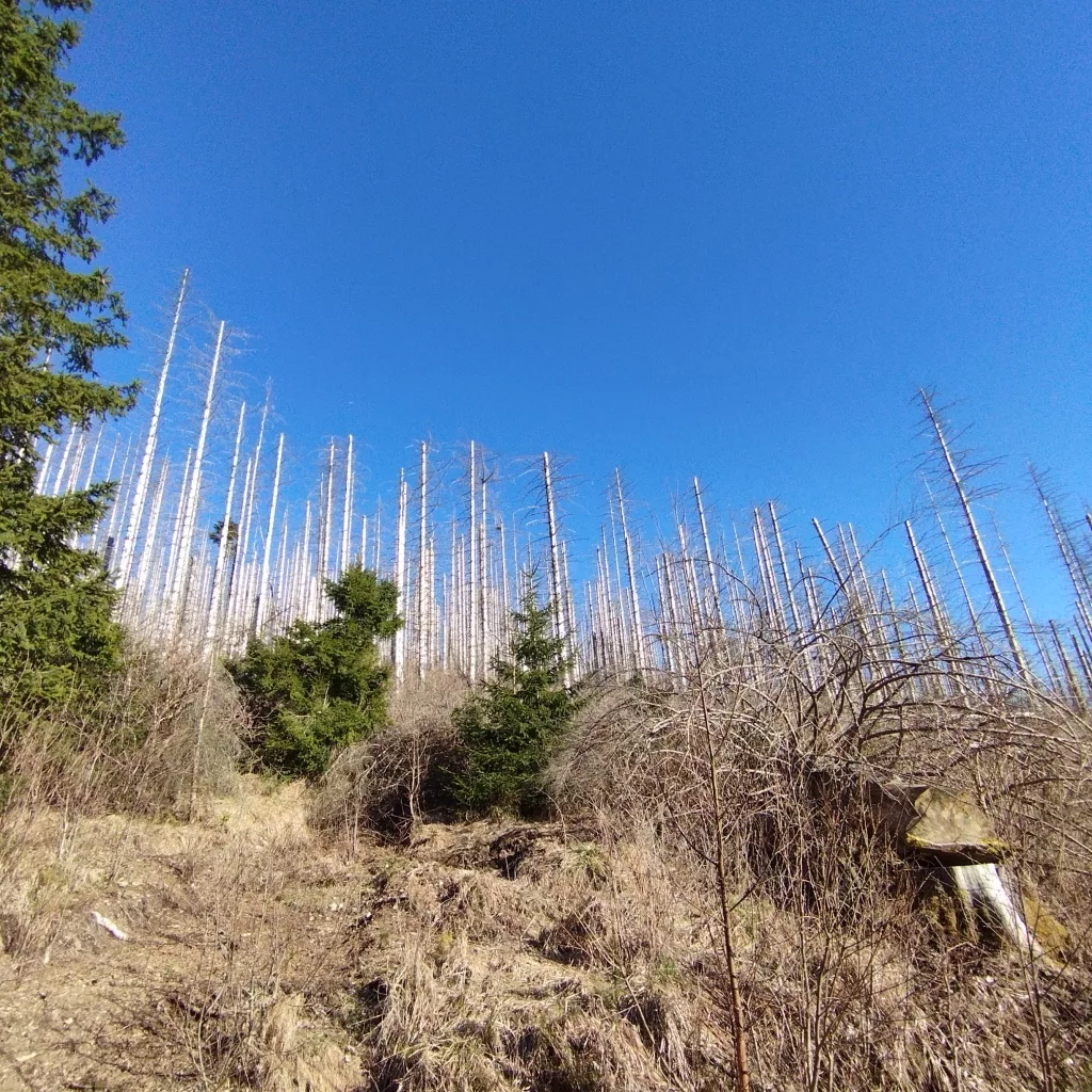 Naturmythenpfad in Braunlage - Station 6 - Naturgewalten