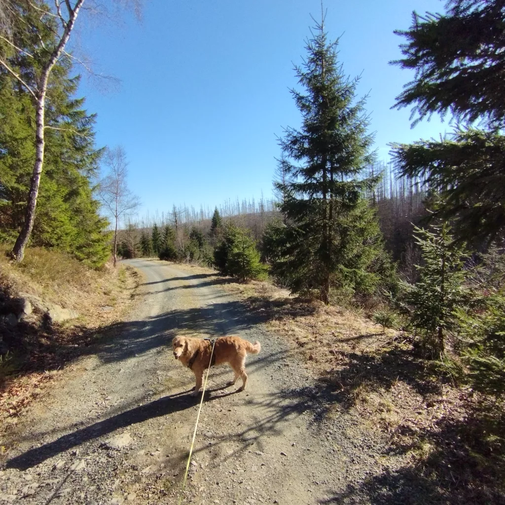 Naturmythenpfad in Braunlage - Station 6 - Naturgewalten