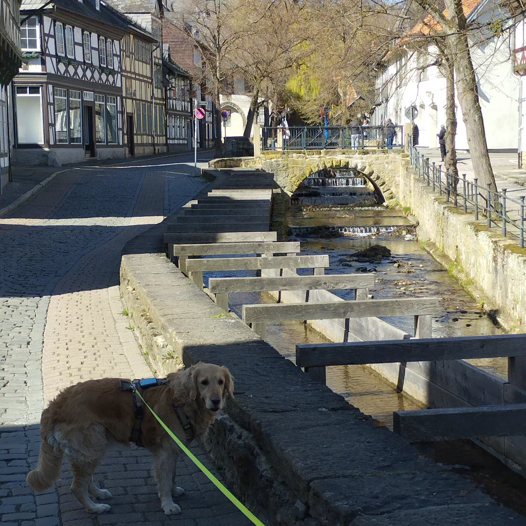 Die Abzucht - Goslar
