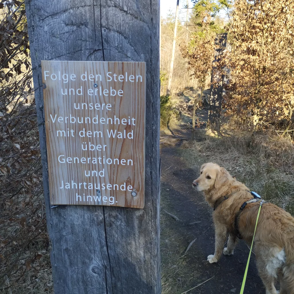 Naturmythenpfad in Braunlage - Station 7 - Der Wald