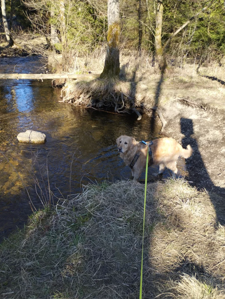 Naturmythenpfad in Braunlage - Station 7 - Der Wald
