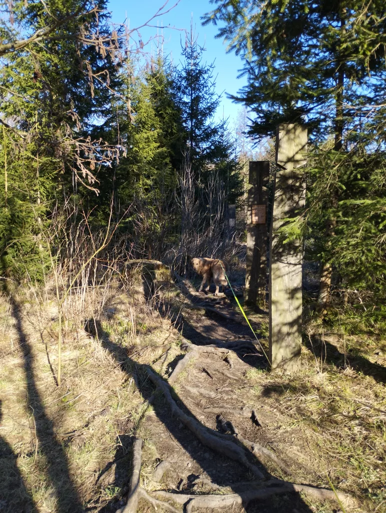 Naturmythenpfad in Braunlage - Station 7 - Der Wald