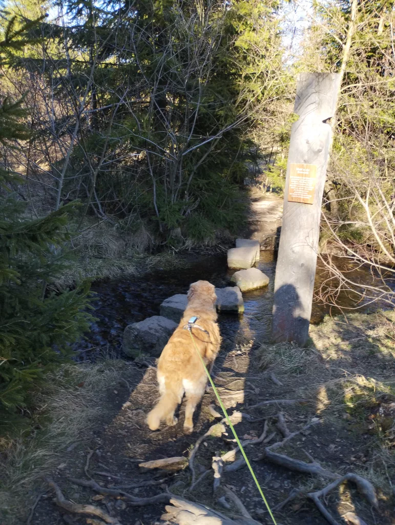 Naturmythenpfad in Braunlage - Station 7 - Der Wald