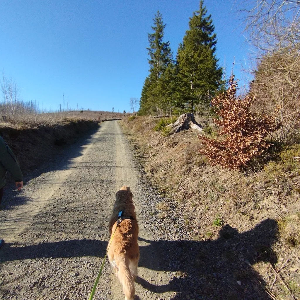 Naturmythenpfad in Braunlage - Station 8 - Der Wunschbaum