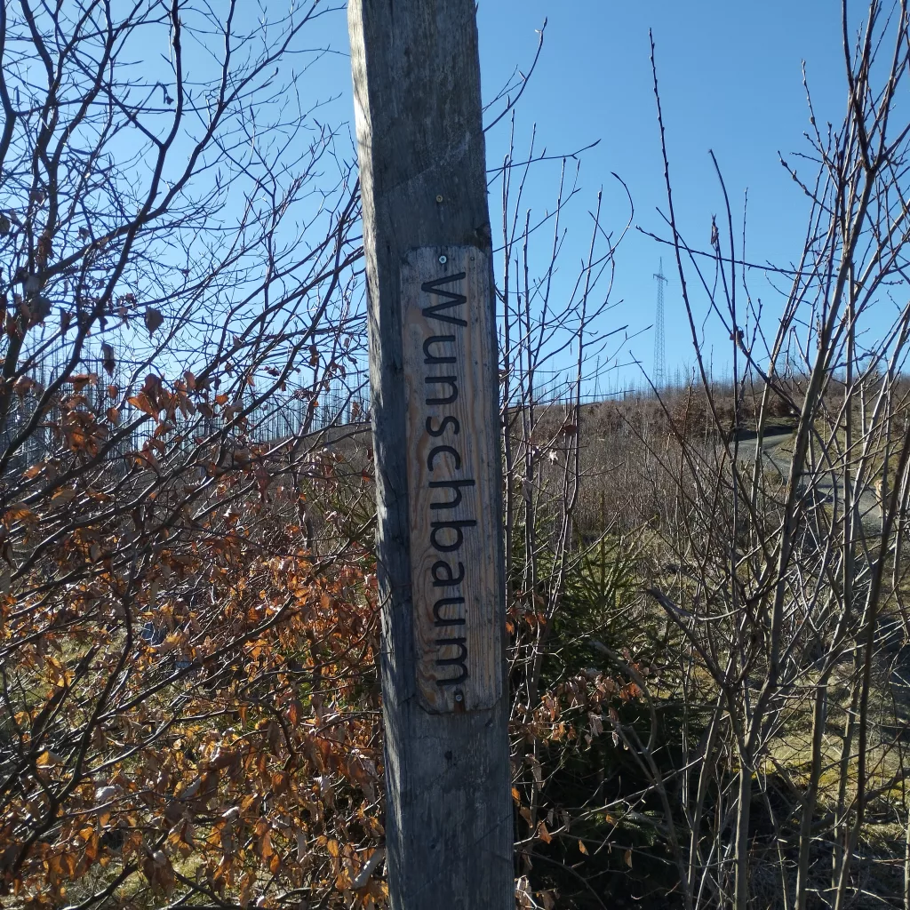 Naturmythenpfad in Braunlage - Station 8 - Der Wunschbaum