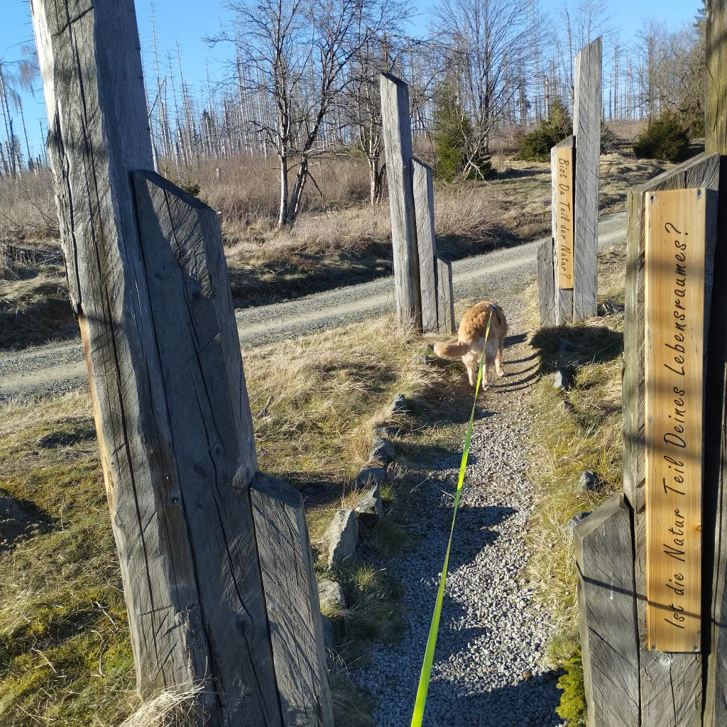 Naturmythenpfad in Braunlage - Station 9 - Das Labyrinth