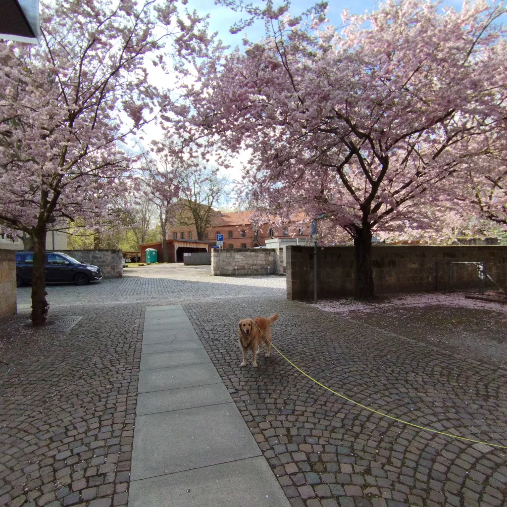 Kirschblütenbaum - Halberstadt