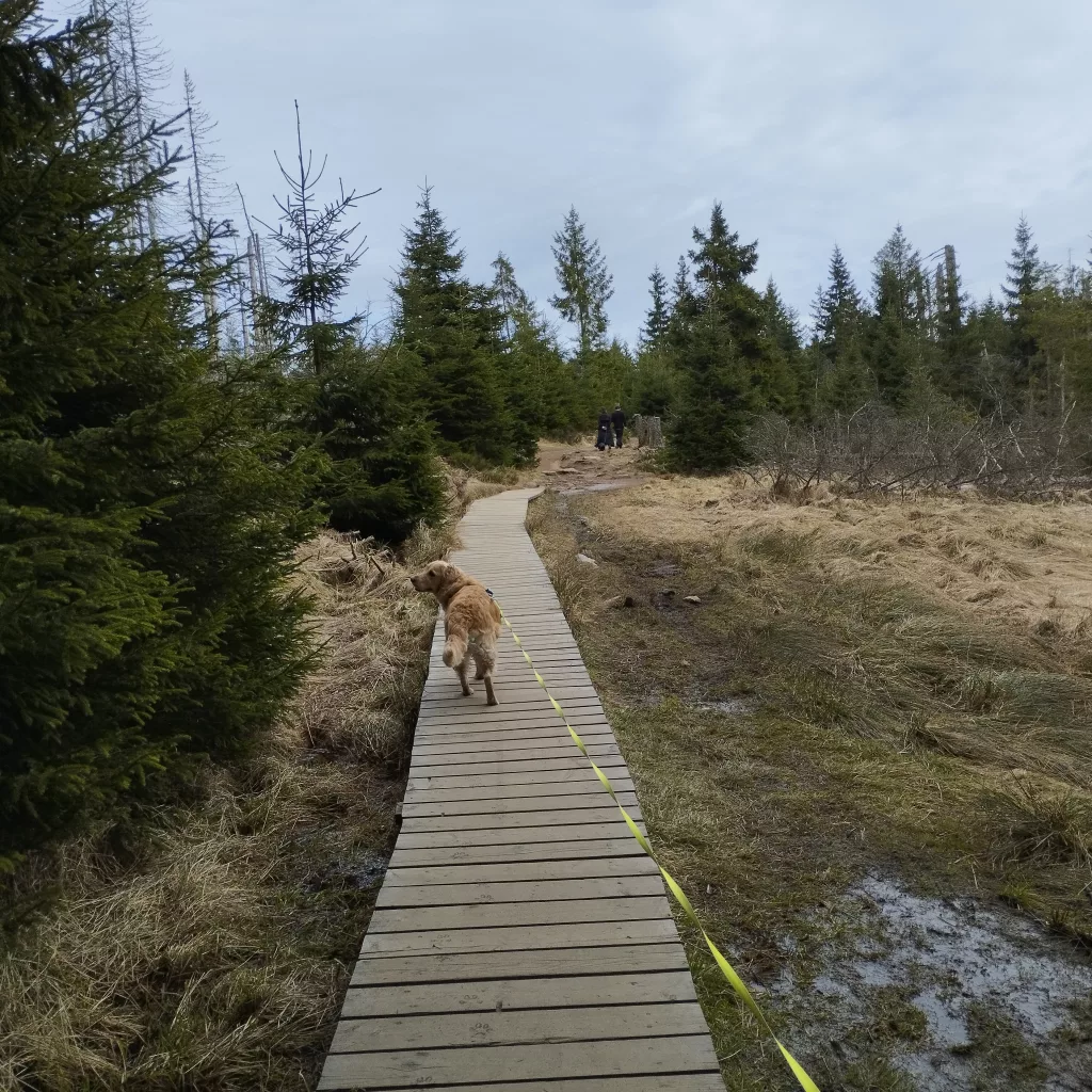 Oderteich (Harz)