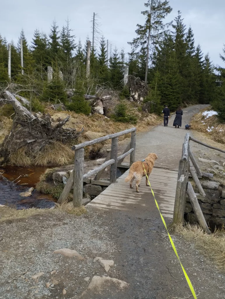 Oderteich (Harz)