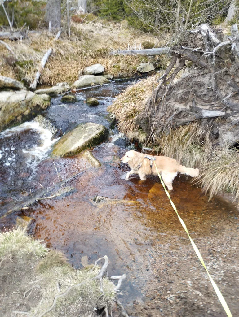 Oderteich (Harz)