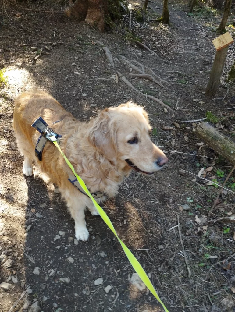 Naturmythenpfad in Braunlage - Station 3 - Der Baum