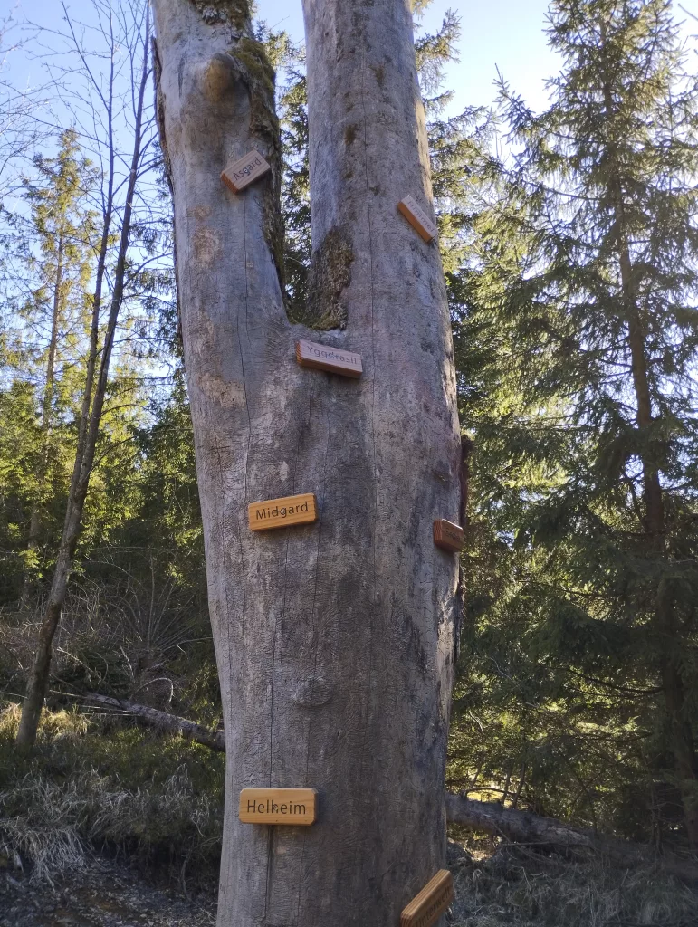 Naturmythenpfad in Braunlage - Station 3 - Der Baum