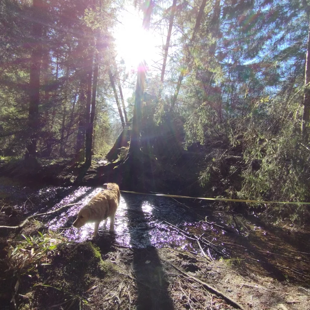 Naturmythenpfad in Braunlage - Station 3 - Der Baum