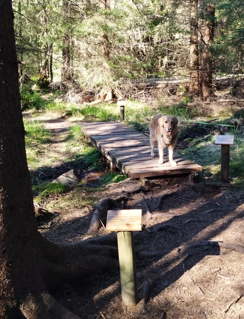 Naturmythenpfad in Braunlage - Station 3 - Der Baum
