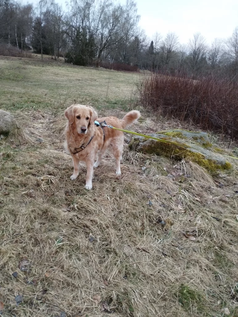 Hasselkopfloipe und Hasselkopf