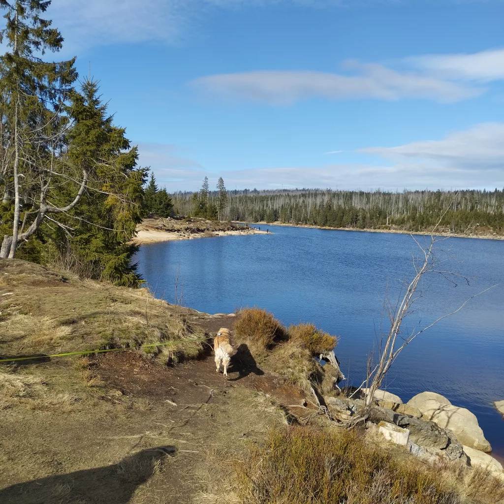Oderteich (Harz)