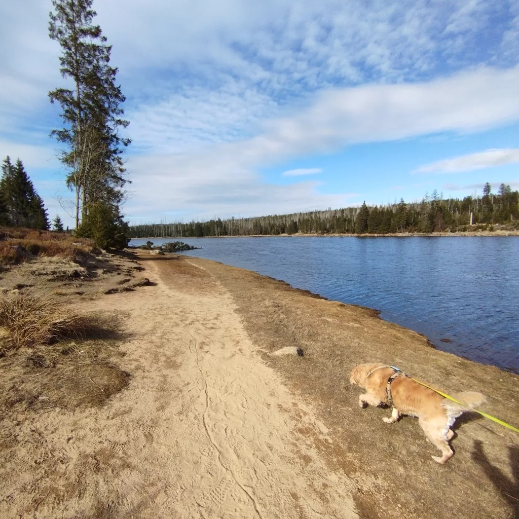 Oderteich (Harz)