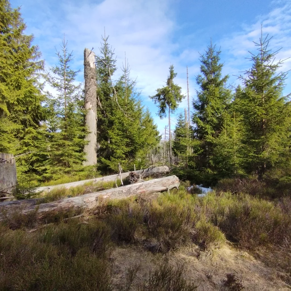 Oderteich (Harz)