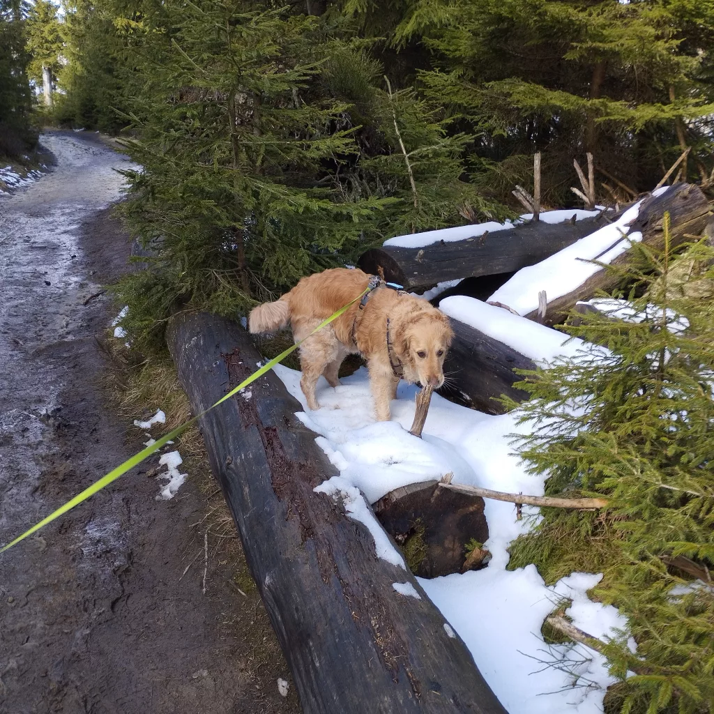 Oderteich (Harz)