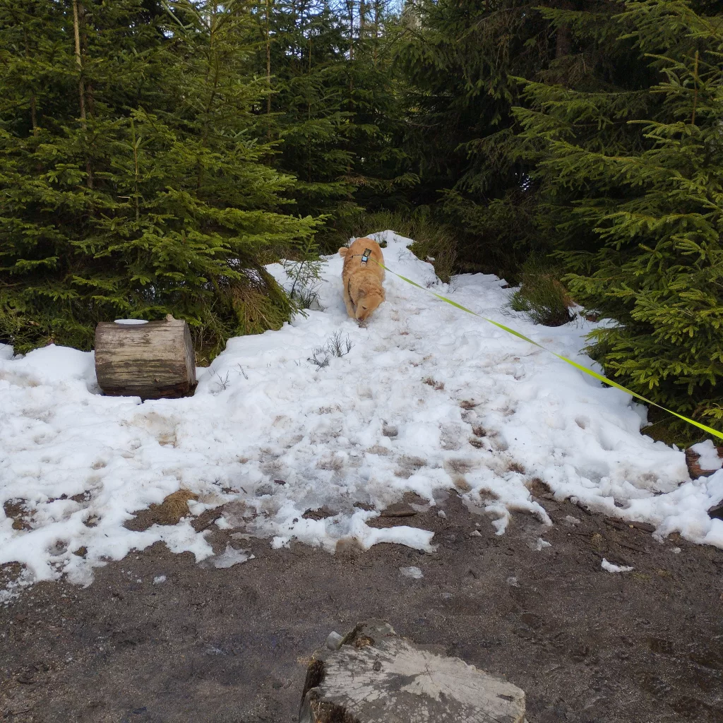 Oderteich (Harz)