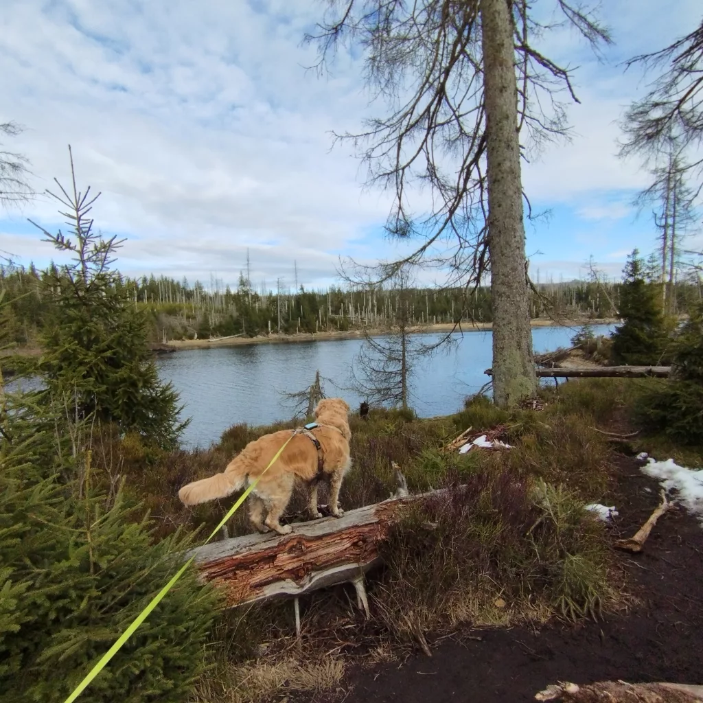 Oderteich (Harz)