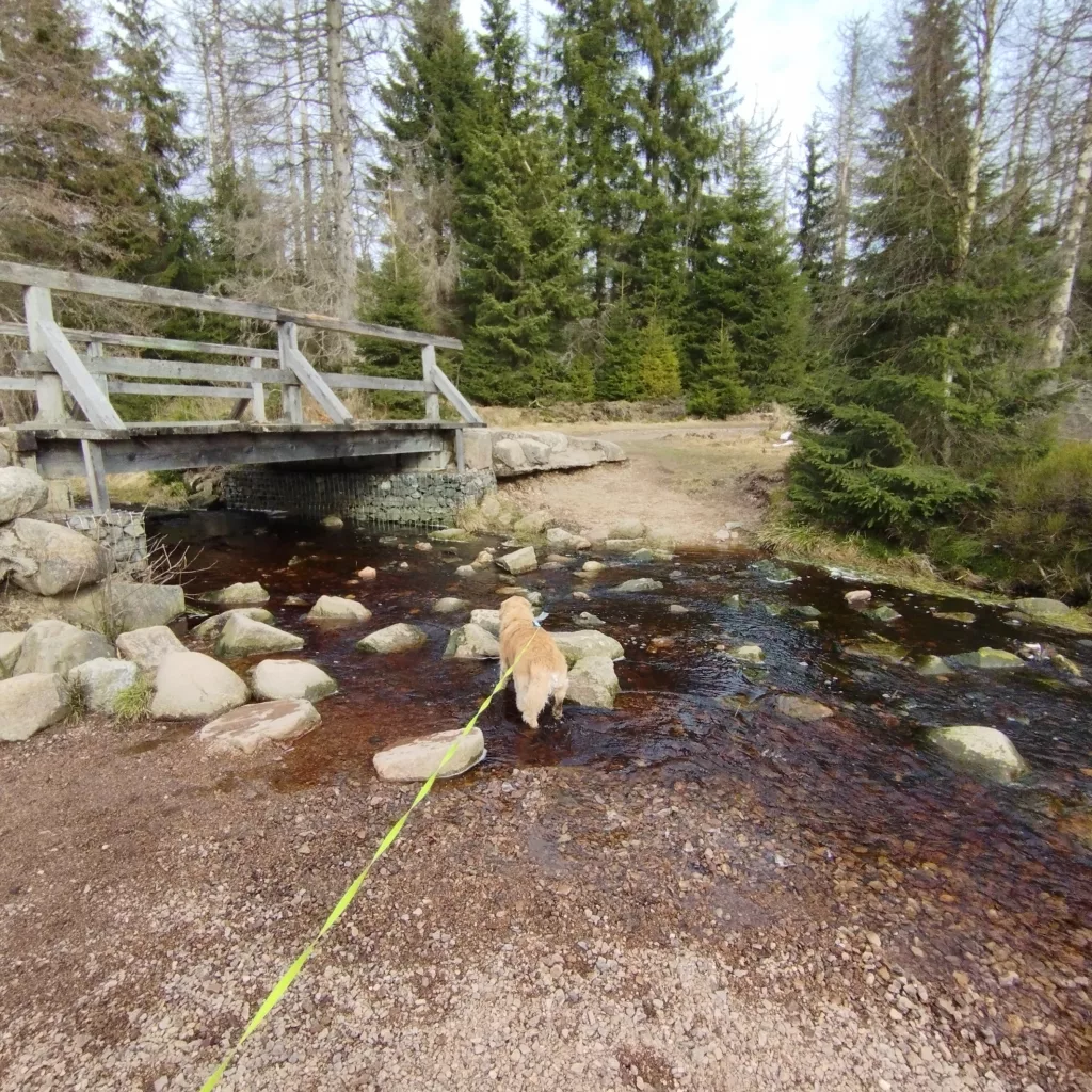 Oderteich (Harz)