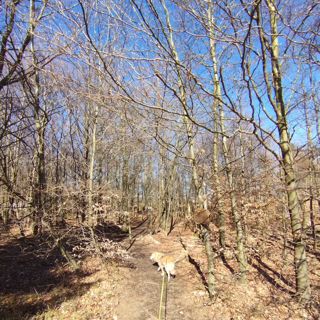 Naturmythenpfad in Braunlage - Station 1 - Der Wolf