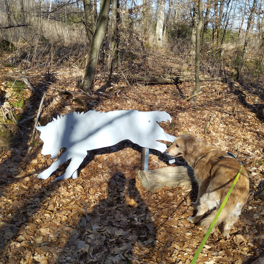 Naturmythenpfad in Braunlage - Station 1 - Der Wolf