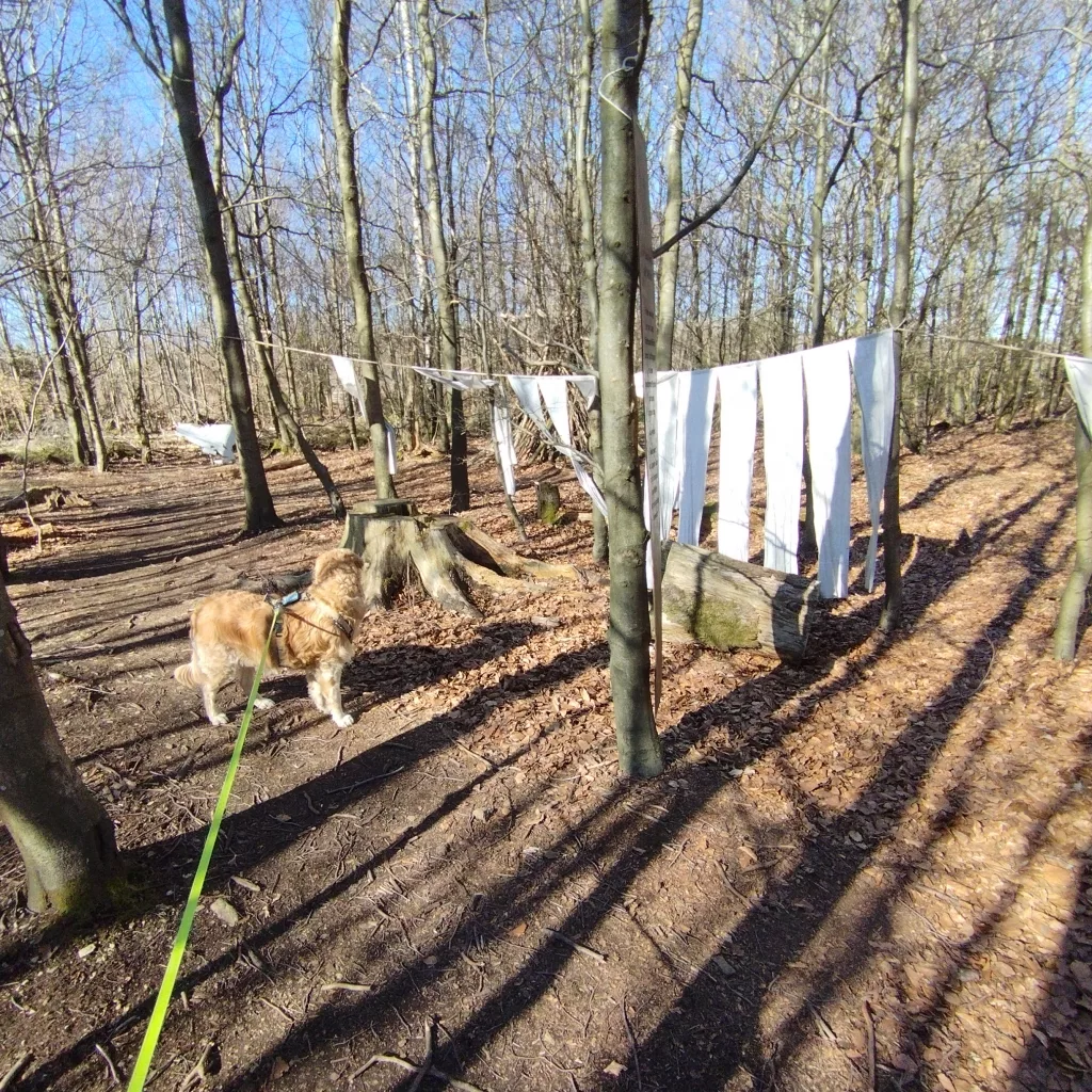 Naturmythenpfad in Braunlage - Station 1 - Der Wolf