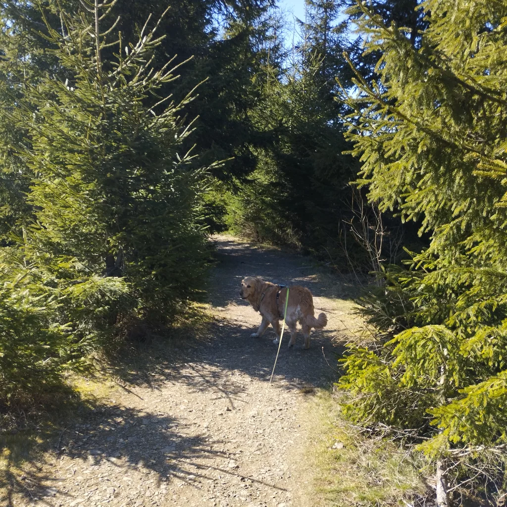 Naturmythenpfad in Braunlage - Station 2 - Märchen und Sagen