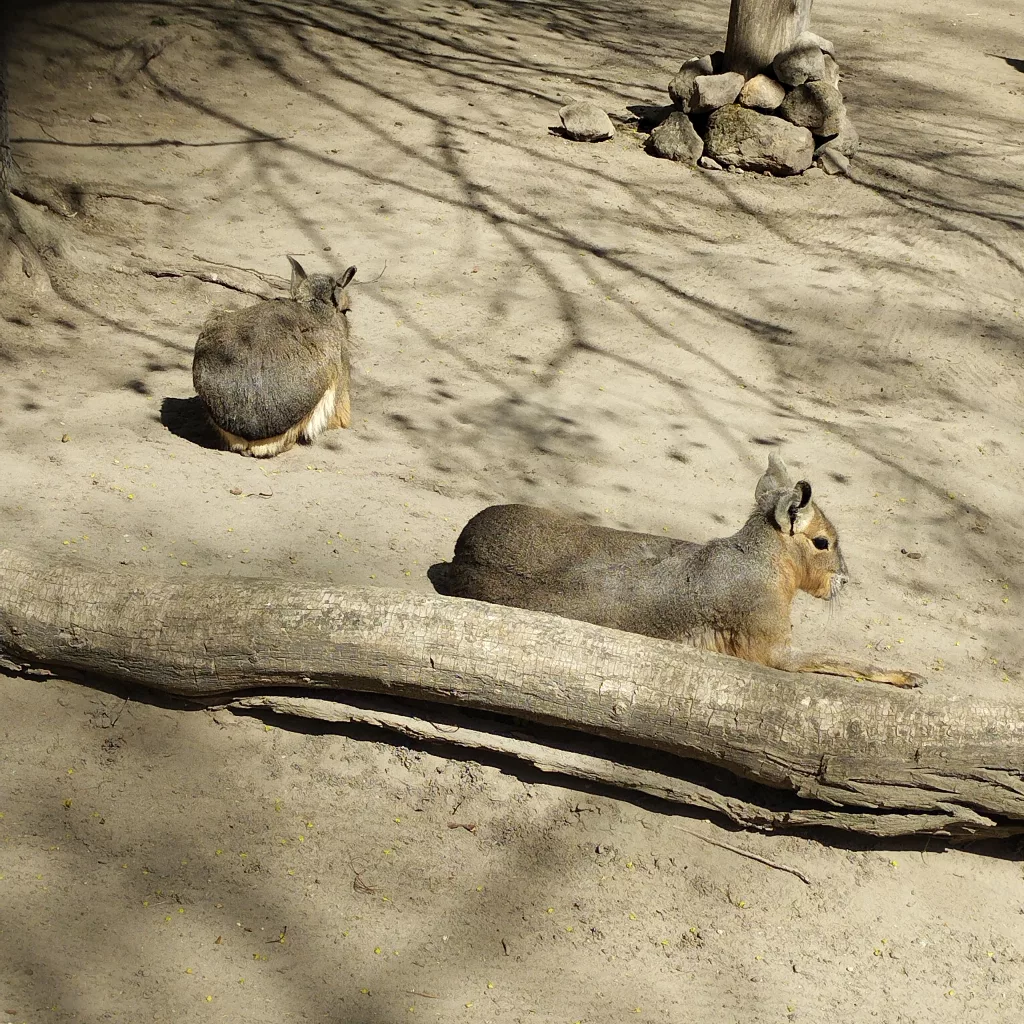 Tiergarten Halberstadt