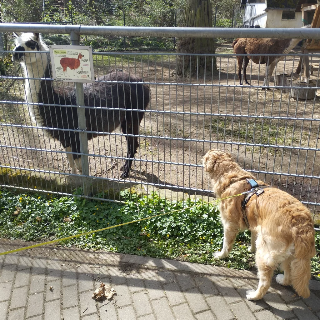 Tiergarten Halberstadt
