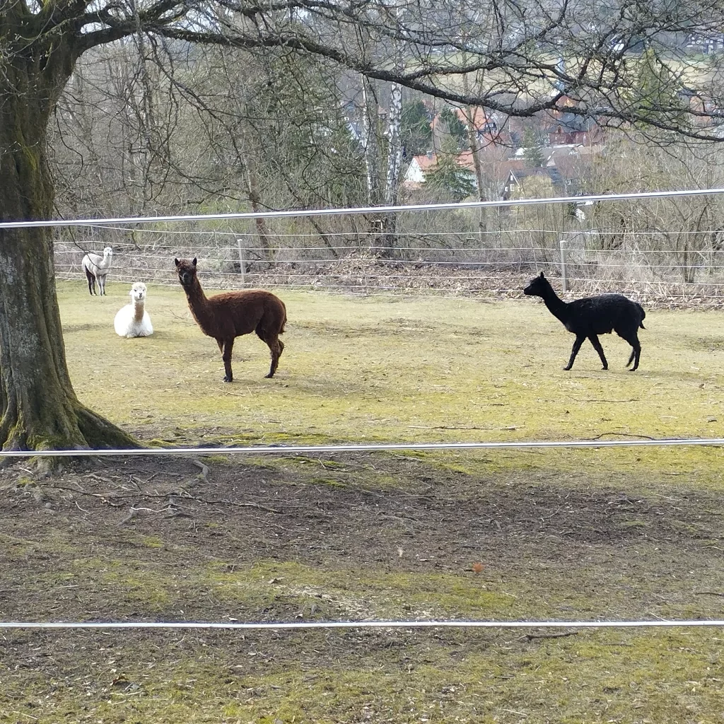 AlpakHarz Tours - Braunlage