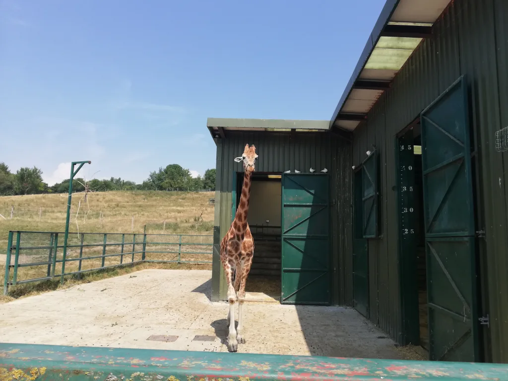 Port Lympne Safari Park