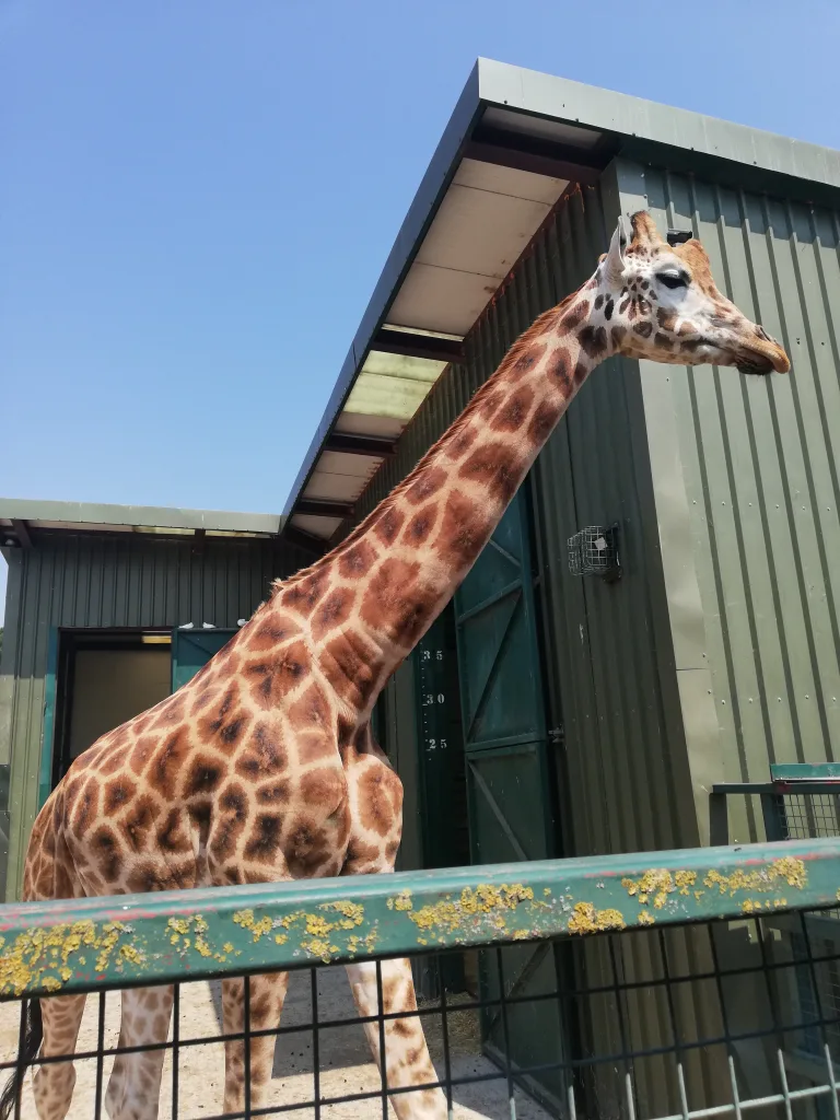 Port Lympne Safari Park
