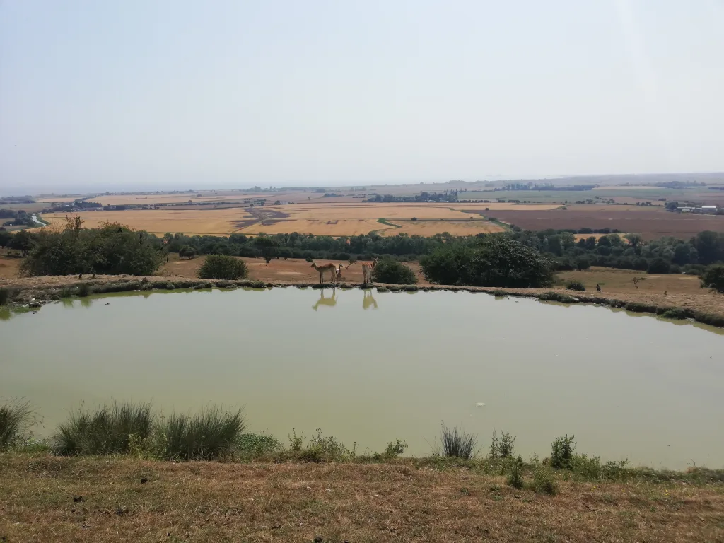 Port Lympne Safari Park