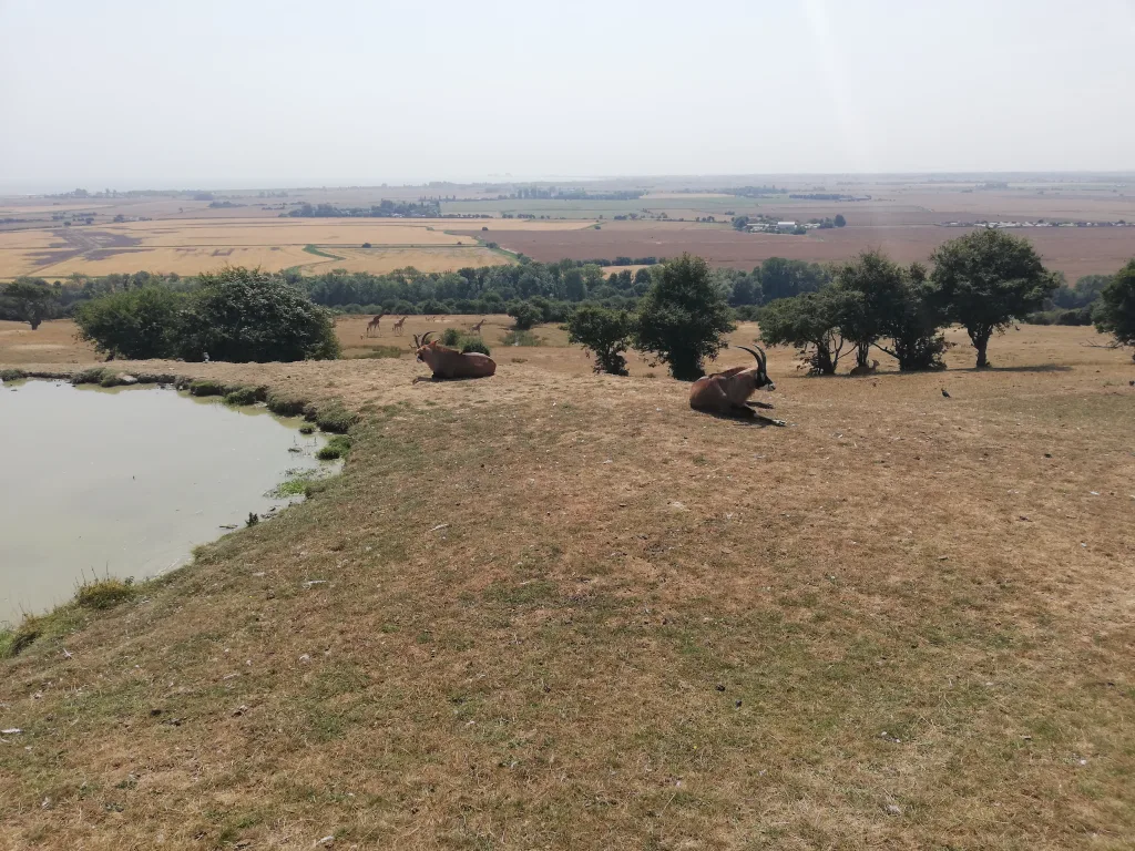 Port Lympne Safari Park