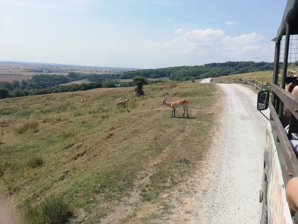 Port Lympne Safari Park