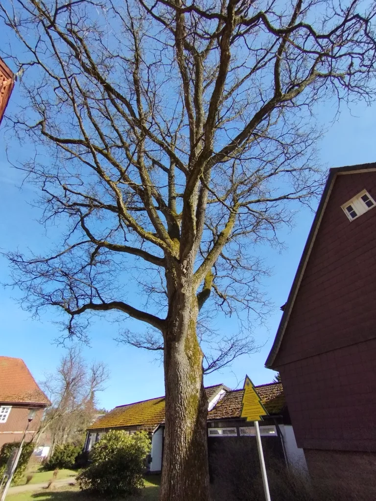 Luthereiche Braunlage