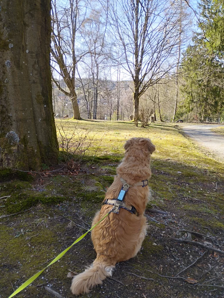 AlpakHarz Tours - Braunlage