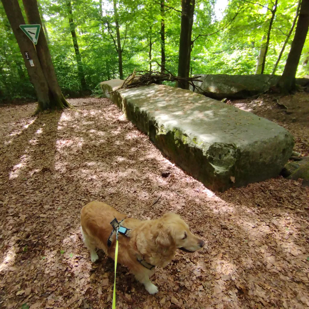 Burg Hauneck